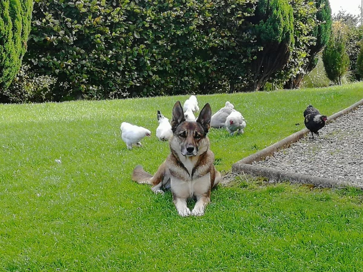 Fox Heaven B&B Carrickfergus Exterior photo